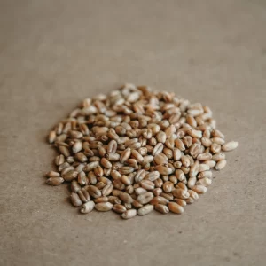 Organic Wheat P31041